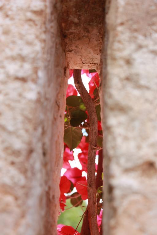 Masseria Gianecchia Cisternino Exteriér fotografie